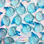 画像1: ジンベイザメ (1)